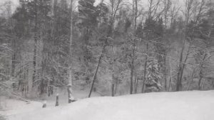 Брянский Лес