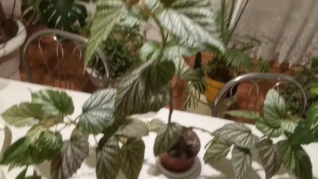 Комнатные цветы.Коллекция цветов с расписными листьями. смотреть онлайн