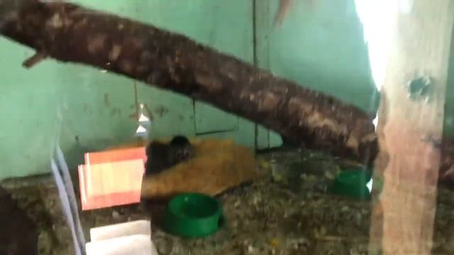 Милый - беличий саймири смотреть онлайн