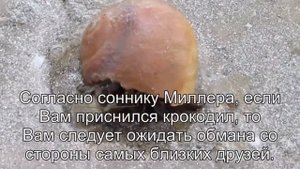 К чему снится Крокодил? Толкование сна по сонникам Миллера и Ванги