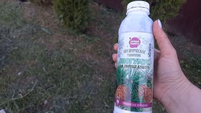 Живая изгородь. Пирамидальные туи. смотреть онлайн