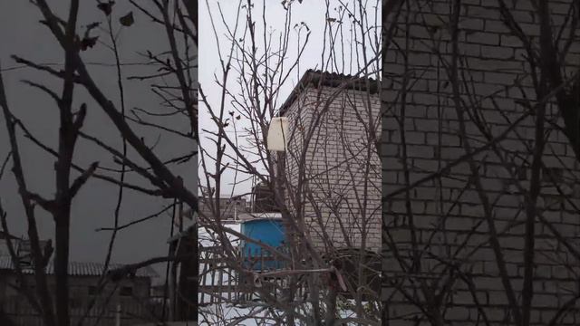 наступила зима ☃️🌨️🌬️пора кормить пернатых🦅🕊️🦉# птичья  зимняя столовая# смотреть онлайн