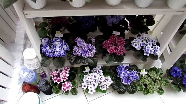 выставка фиалок 1 5 марта 2021 1ч смотреть онлайн