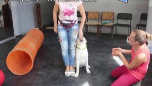 Как научить щенка лабрадора команде Рядом. Дрессировка собаки при отвлечениях