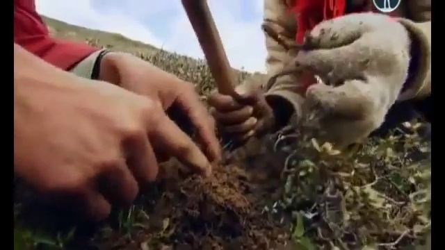 Лечебный гриб Кордицепс