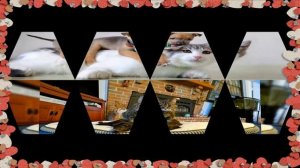 Самые смешные кошки и собаки, собаки и кошки, картинки, животные картинки, собаки фото, кошки фото