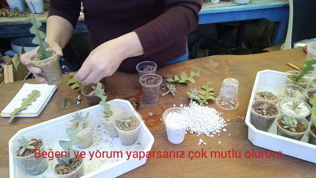 Sukulent ve Atlas Köklendirmede Deneyi смотреть онлайн