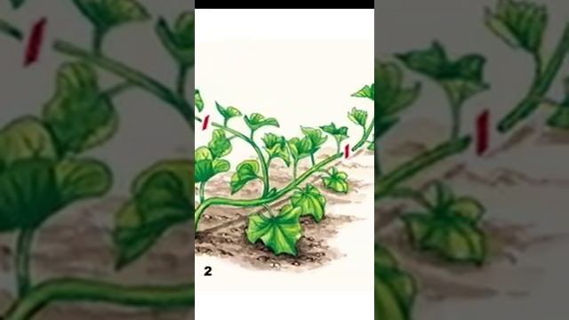 Уход за тыквой ? Как вырастить тыкву. Прищипывание