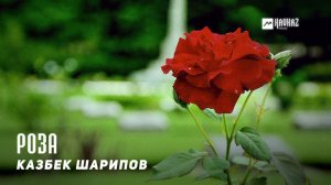 Казбек Шарипов - Роза | KAVKAZ MUSIC CHECHNYA