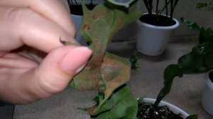 Мои комнатные растения  // Обзор моих папоротников из Тюмени