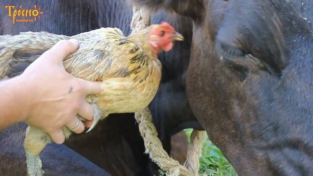 Курочка спасает корову от слепней смотреть онлайн