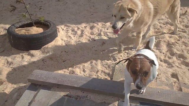 "СИНДБАД" для кошек и собак в Архангельске https://vk.com/clubsindbad смотреть онлайн