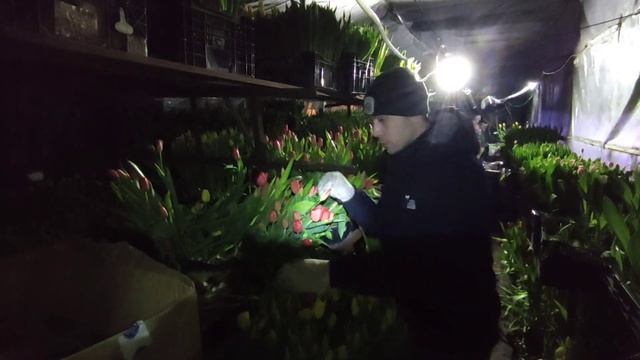 Минус гидропоники. нехватка СaN. Выход из ситуации. смотреть онлайн