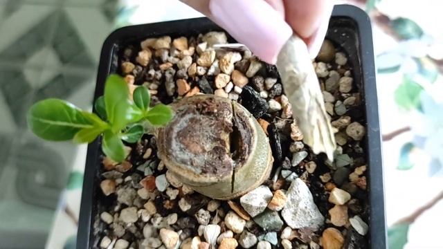 ? АДЕНИУМ ? Неудачная прививка ? #адениум #bonsai #adenium смотреть онлайн