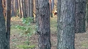 Как манить лося? 😆😆😆