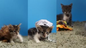 Котята в маленьких шляпках