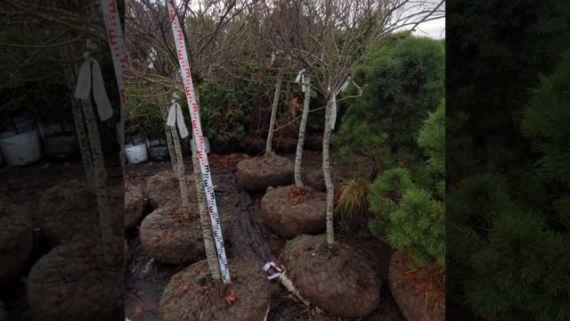 19 октября 2022. Сосна обыкновенная, кизильник, клен смотреть онлайн