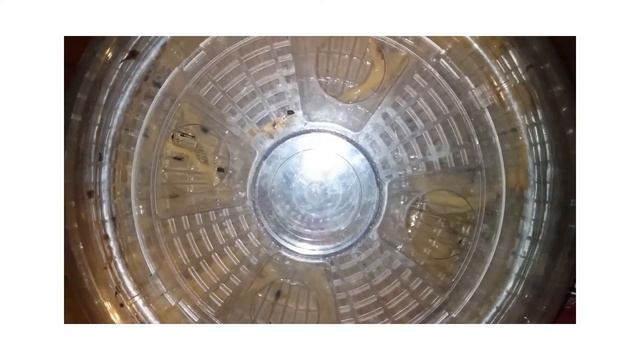 Уксусная матка, вариант хранения Эксперимент смотреть онлайн