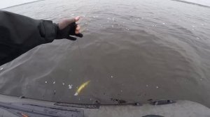 Ловля судака на ратлины / Ратлины на судака / Ратлины