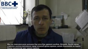 Массаж репродуктивных органов коровы / Сигирнинг репродуктив органларини уқалаш