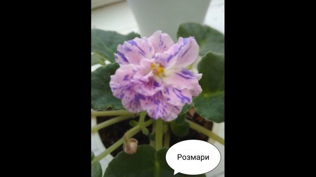 Фиалки сортовые смотреть онлайн