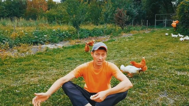 Выгодно ли держать курей несушек - куры несушки в чем выгода