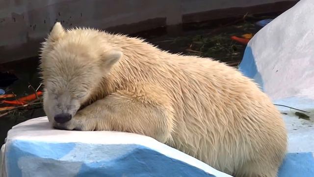 Полярные медведи. Клёвое место занял медвежонок смотреть онлайн