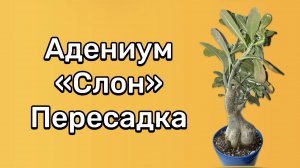 Пересадка адениума «Слона». Нарастил изумительные формы. Вся красота адениума под землёй! 6.08.24 г.