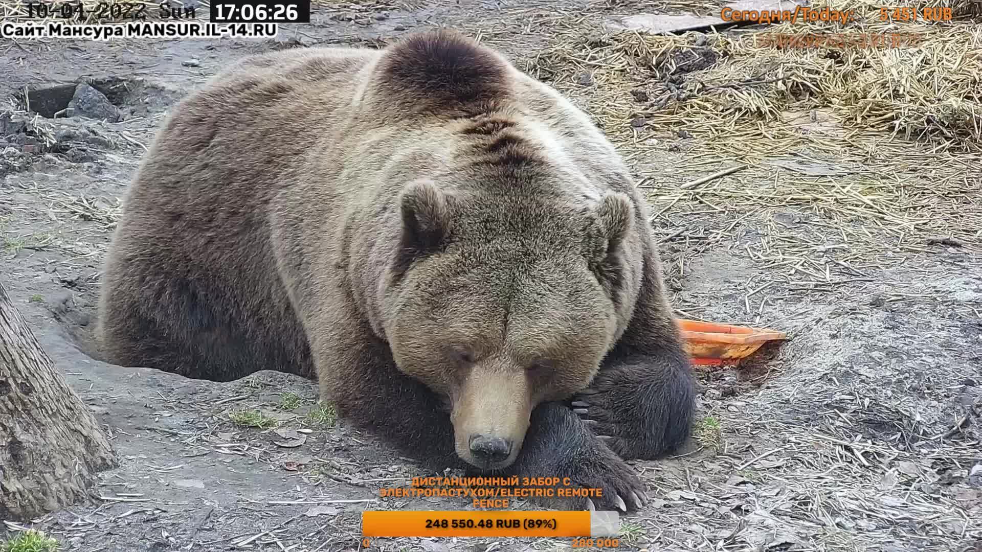 Прямая трансляция жизни бурого медведя Мансура 