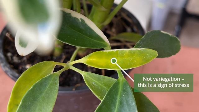 Houseplant of the Week - Variegated Schefflera смотреть онлайн