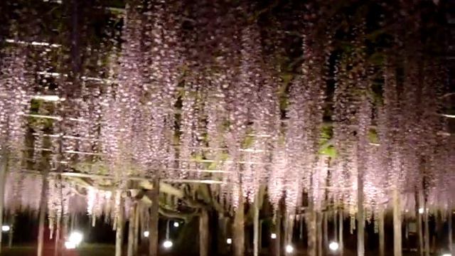 あしかがフラワーパーク　藤の花ライトアップ смотреть онлайн