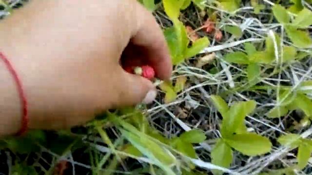 Полевая клубника смотреть онлайн