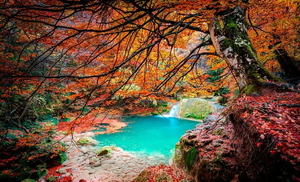 Успокаивающие звуки леса на рассвете, пение птиц и журчание ручья ✦ relax ✦ sounds of the forest