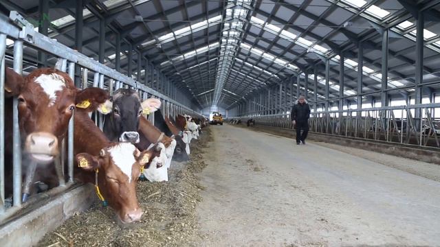 ЭкоНива ФАРМ  Молочная эволюция 1