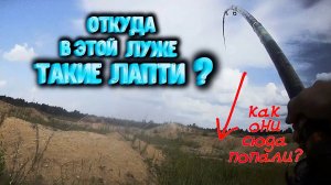 Откуда в этой луже такие ЛАПТИ? Как они туда попали?