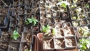 Саженцы ежевики погибли...(( Омск, 02.04.2023