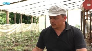 Чем подкормить томаты через 10 дней? Первая, очень важная подкормка.