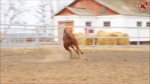 Будённовская  лошадь.  Русский  Гений  в деле