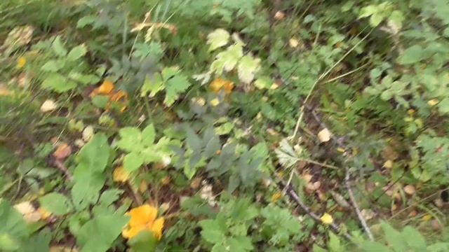 Проверка пней на наличие опят. август 2022 смотреть онлайн