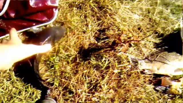 Карповая рыбалка ловил на горох на волосеную снасть смотреть онлайн