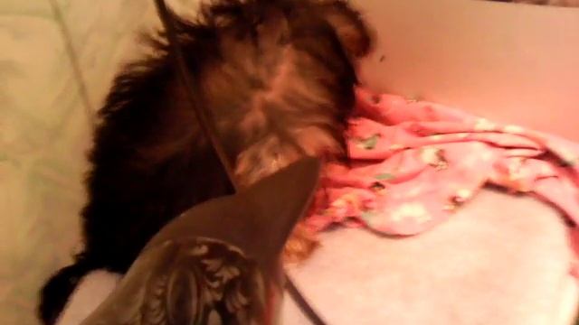 Как помыть собаку 2 часть смотреть онлайн