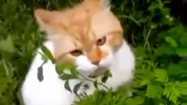 Кот разговаривает | ООО,ЧУВАКИИ. смотреть онлайн