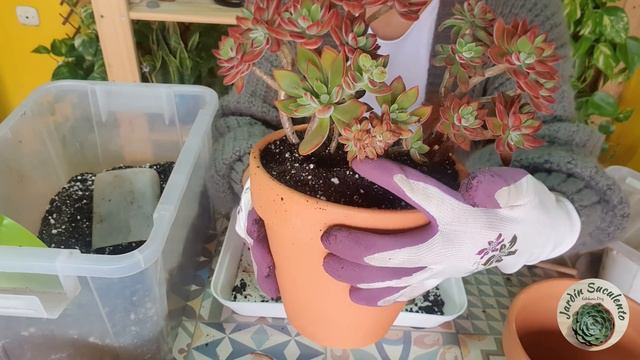 Dando mantenimiento a las Suculentas Gigantes de mi colección / Jardín Suculento смотреть онлайн