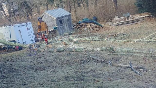 OEM Husqvarna 268xp and a Holzfforma G255 singing together. смотреть онлайн