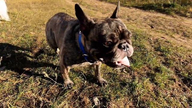 ПОЧЕМУ французский бульдог ГРУСТИТ смотреть онлайн