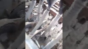 Посев пшена