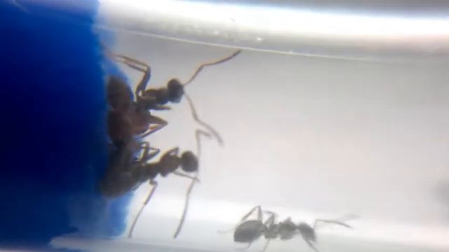 Formica fusca (муравей лесной темно-бурый) смотреть онлайн