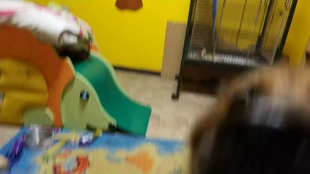 Попугай ара, Амазон, овчарка и кошка смотреть онлайн