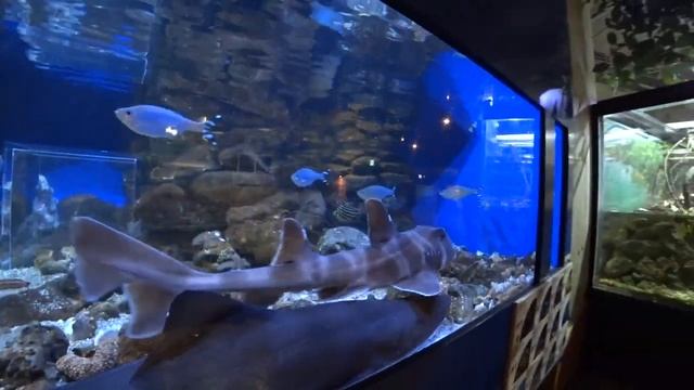 Маленький Аквариум в зоопарке Токио и его маленькие обитатели. смотреть онлайн