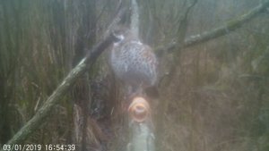 Рябчик на жердочке